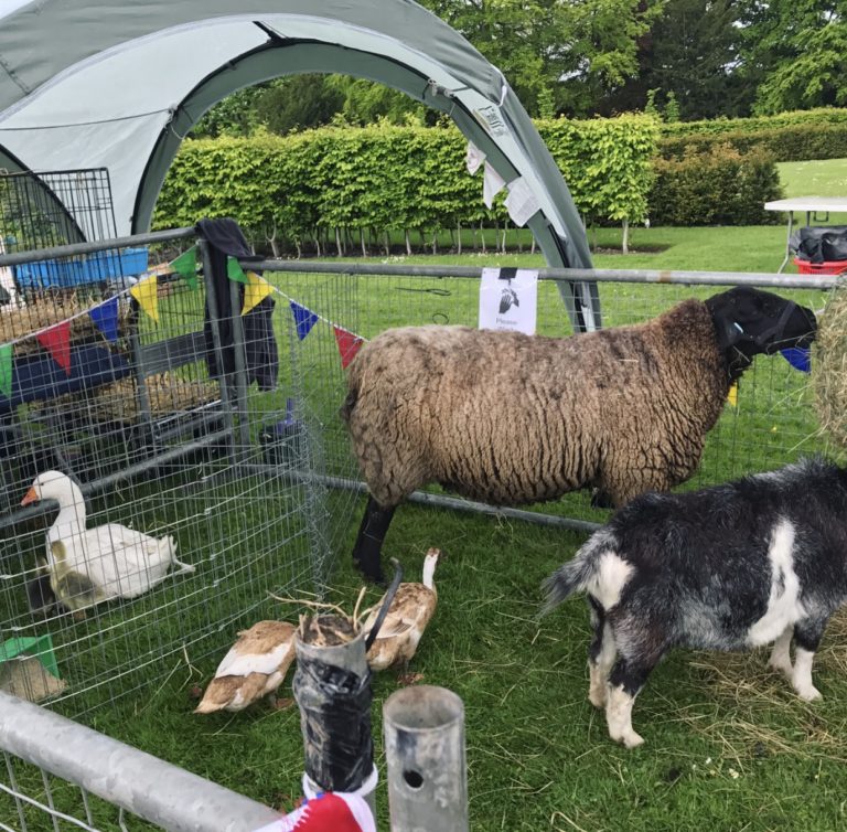 Petting Farm 2 What's on North East